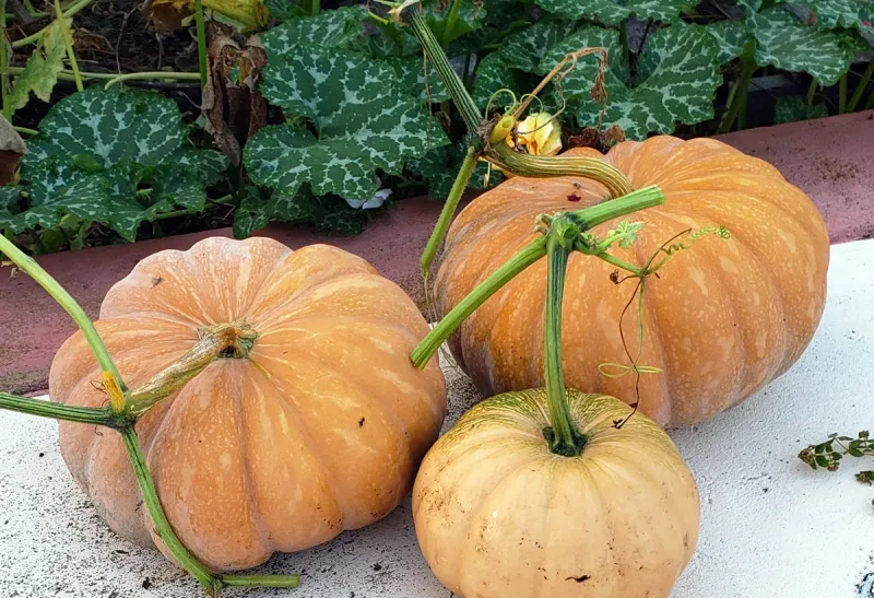 Seminole Pumpkin Seminole Pumpkin