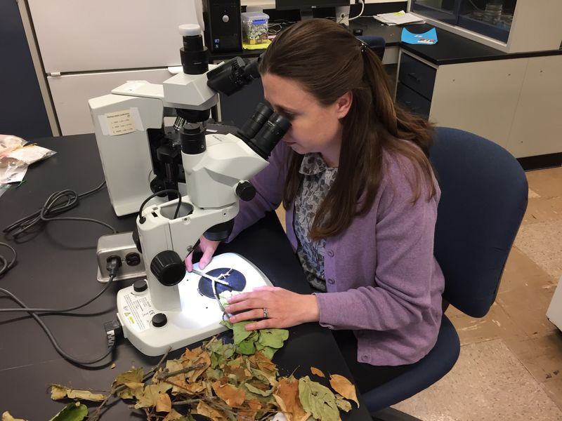 Send Uncertain Cases to a Plant Clinic Send Uncertain Cases to a Plant Clinic