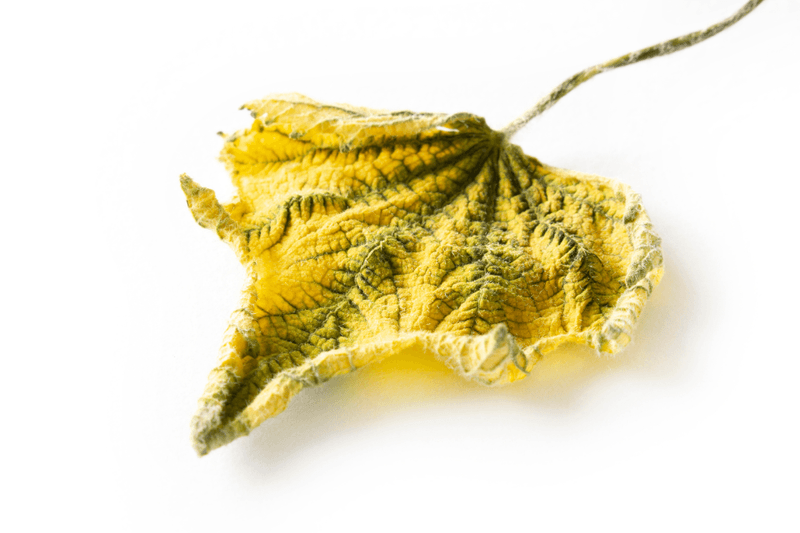 Separate Nutrient Deficiency From Nutrient-Uptake Trouble