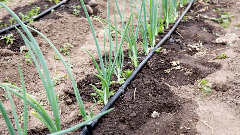 Manage water, weeds, and day length for better bulbs