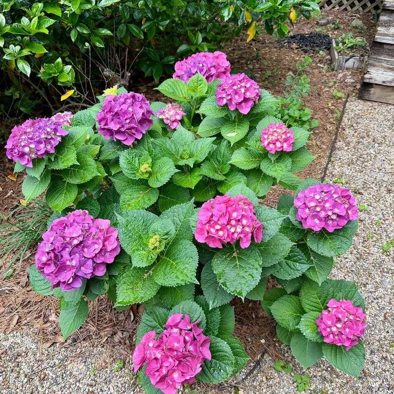 Separate bloom production from flower color
