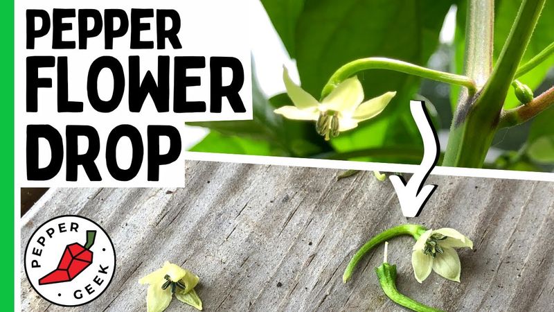 Separate blossom drop from lookalike problems