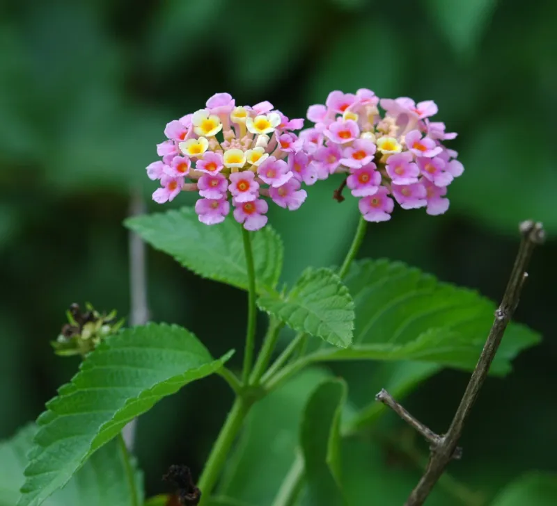 Separate native Texas lantana from invasive lantana Separate native Texas lantana from invasive lantana