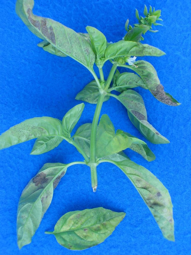 Separate ordinary flowering from possible downy mildew Separate ordinary flowering from possible downy mildew