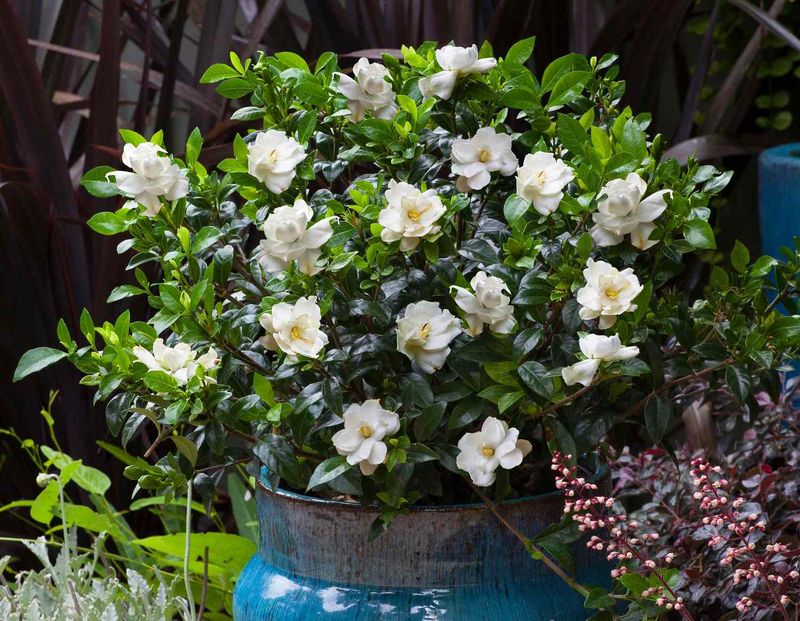 Set realistic expectations for a Texas container gardenia Set realistic expectations for a Texas container gardenia