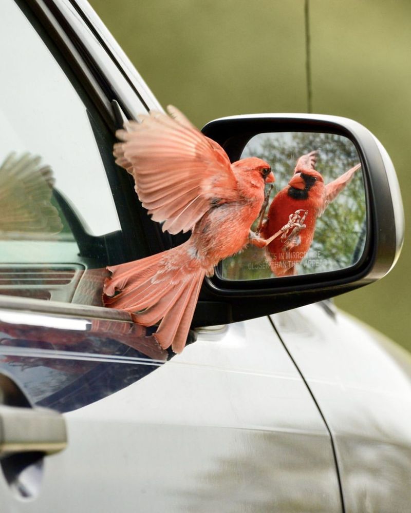 A window visitor may be defending its reflection