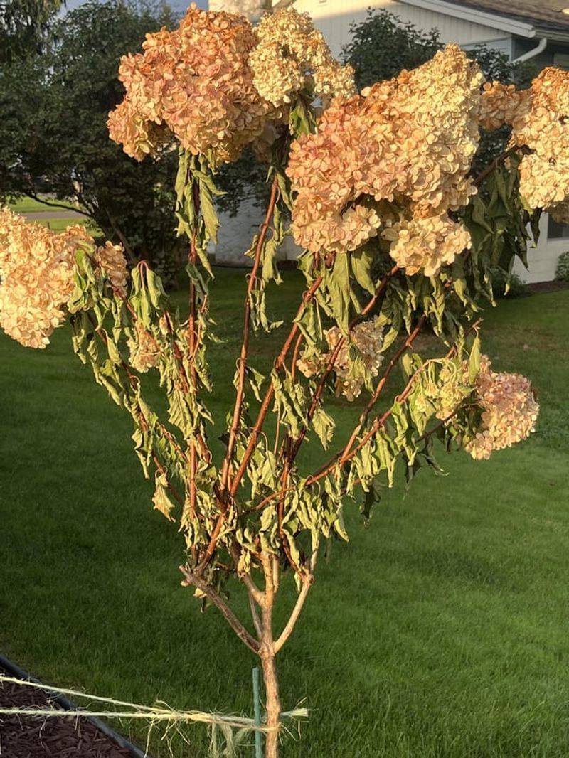 Is It Heat, Or Have You Been Loving It to Death?