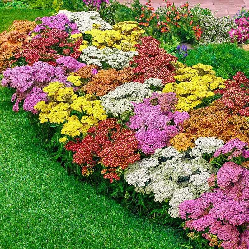Yarrow (Achillea)