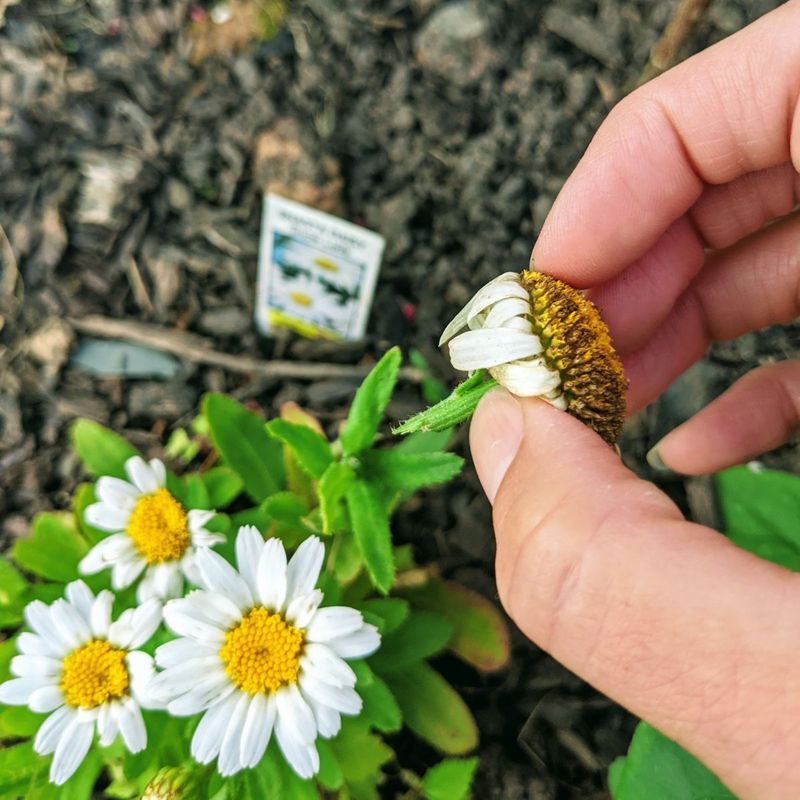 Shasta Daisy Shasta Daisy