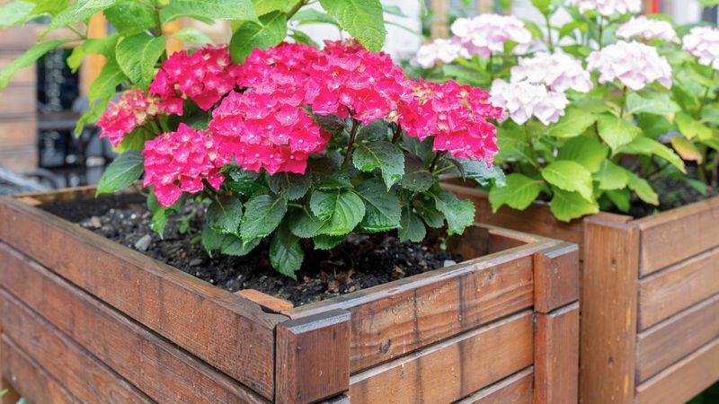 Well-Draining Soil, Not Soggy Ground