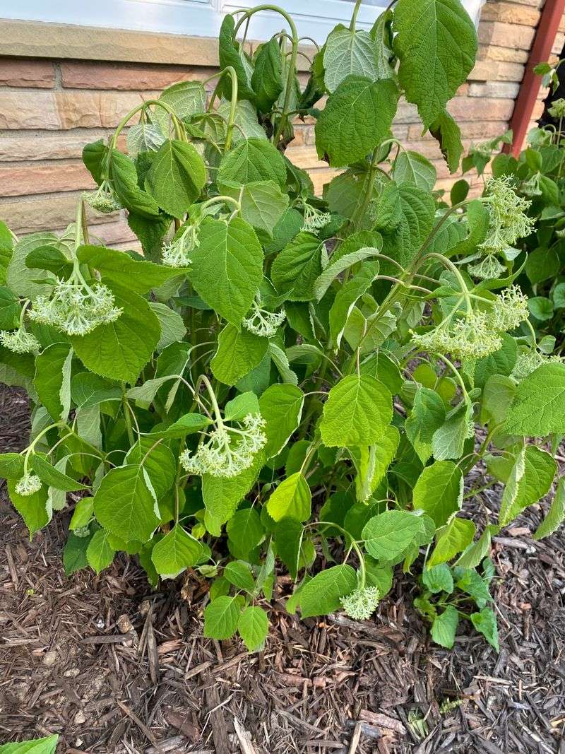 Watch for Wilting From Heat Stress