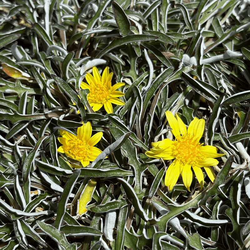Silver Carpet (Dymondia margaretae)
