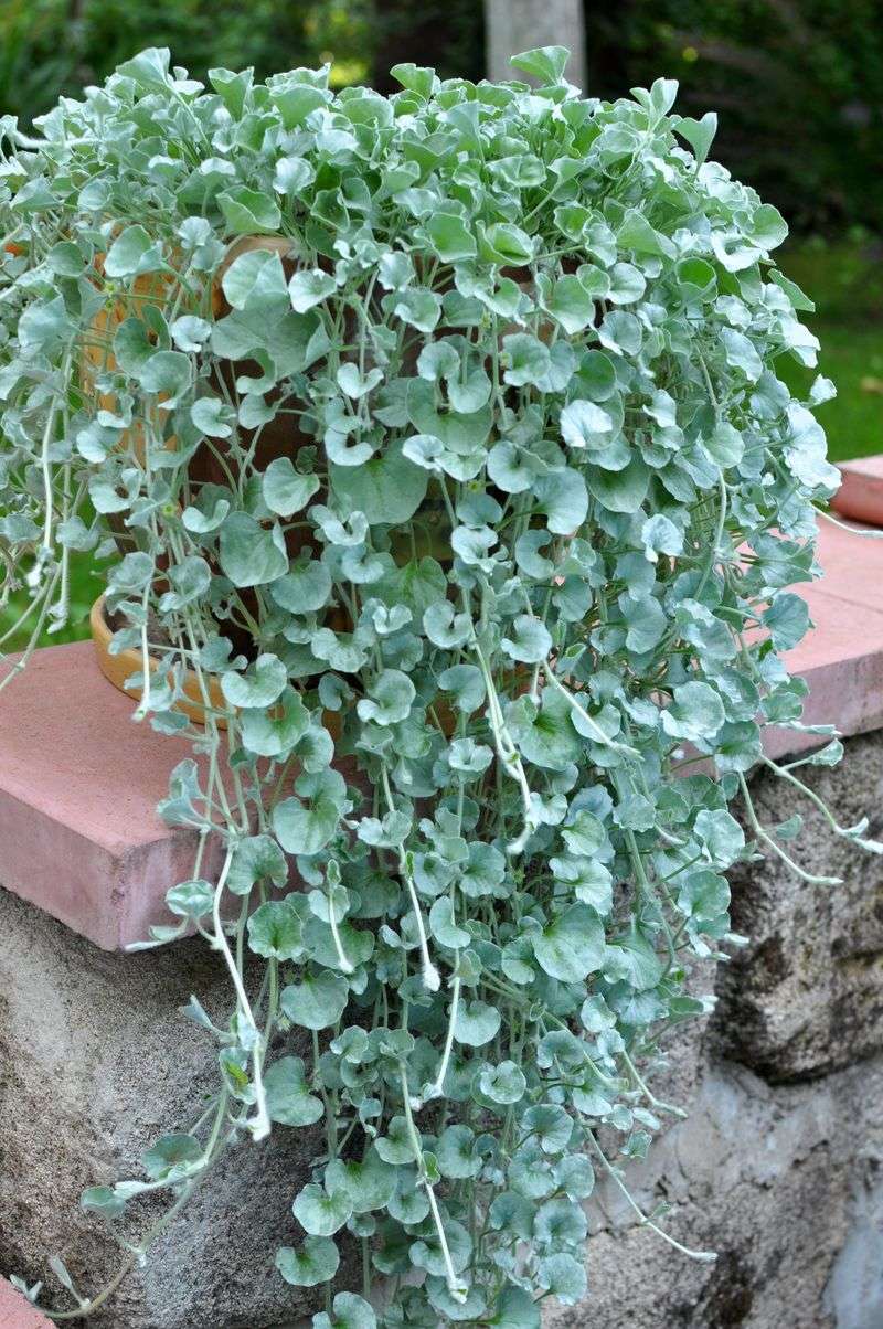 Silver Ponyfoot (Dichondra argentea)