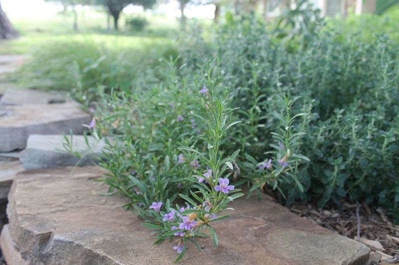 Texas Frogbit Alternative: Snake Herb (Dyschoriste linearis)