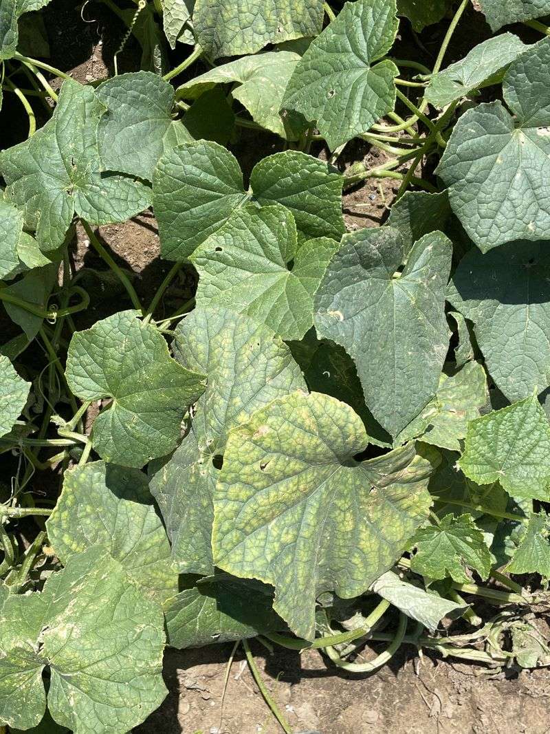 Silvery stippling can suggest pest feeding—but not prove it Silvery stippling can suggest pest feeding—but not prove it