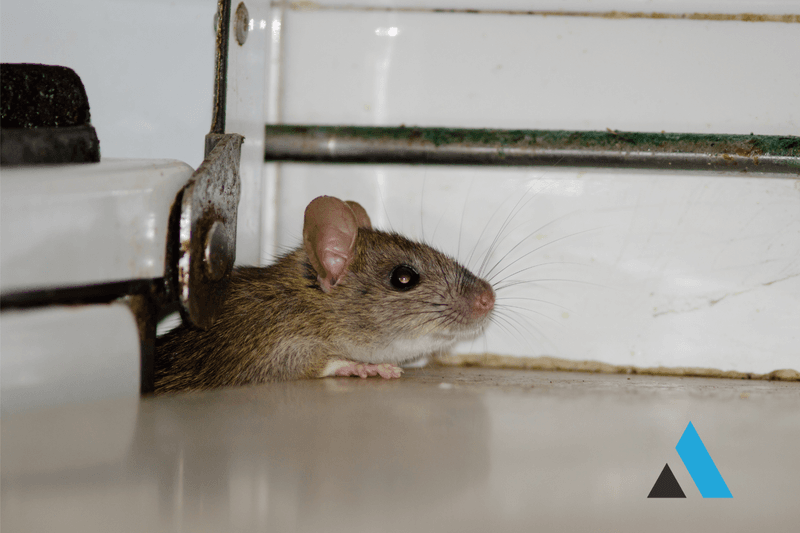 Seal the house first, then use owl-compatible rodent control