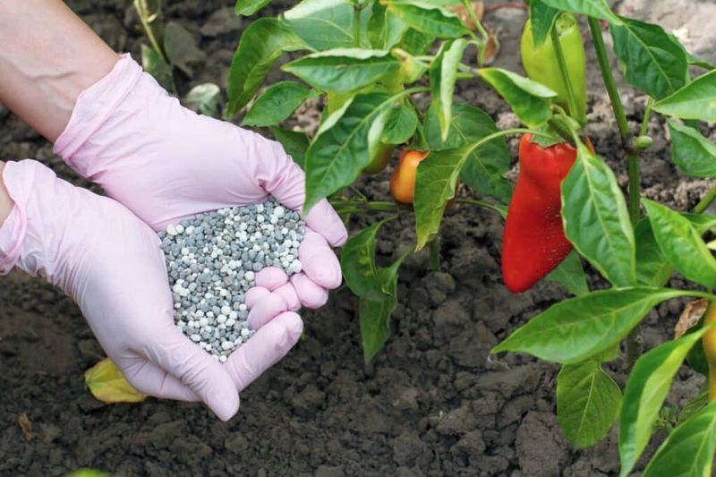 Skip unsupported nutrient fixes and follow pesticide labels