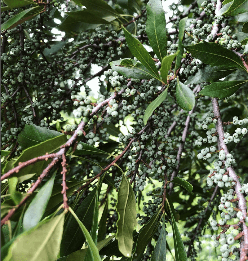Wax Myrtle (Myrica cerifera)