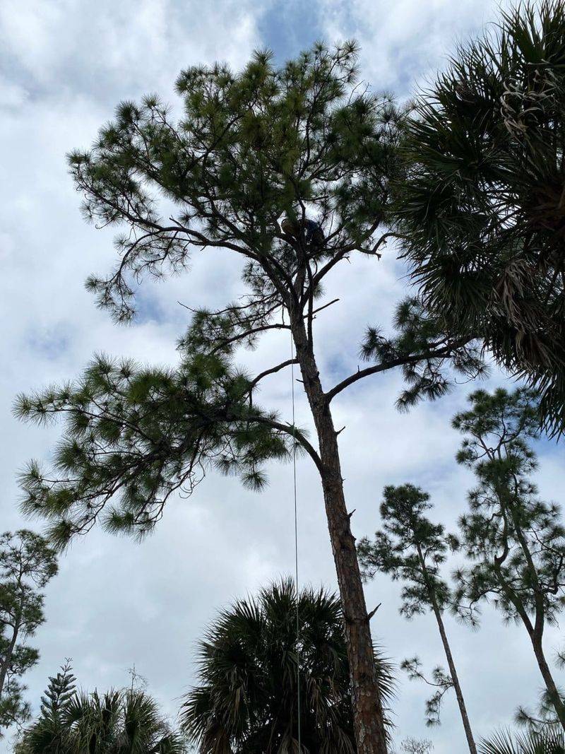 Slash Pine