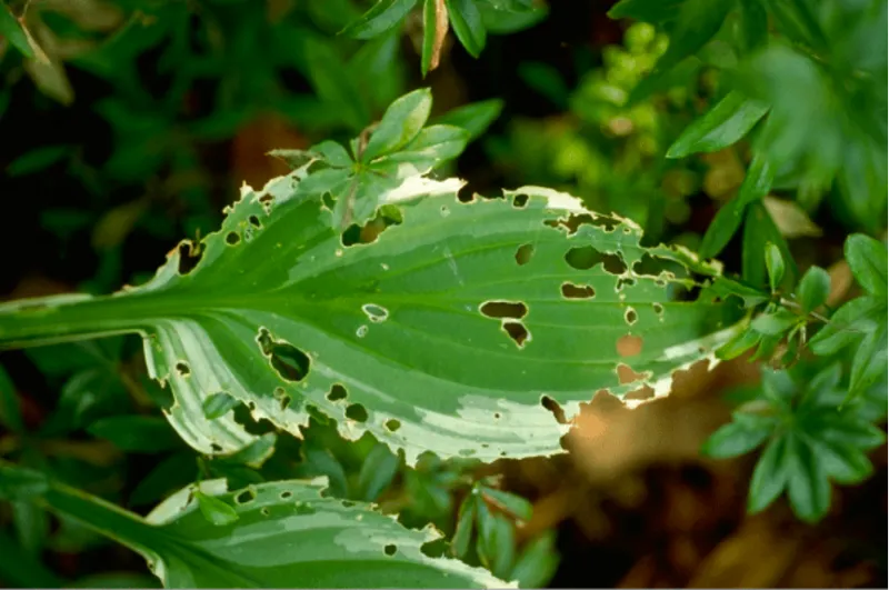 Slime trails keep slugs high on the list Slime trails keep slugs high on the list