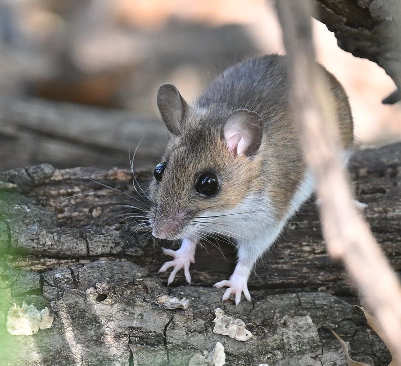 Small Mammals Matter to Some Tick and Pathogen Cycles