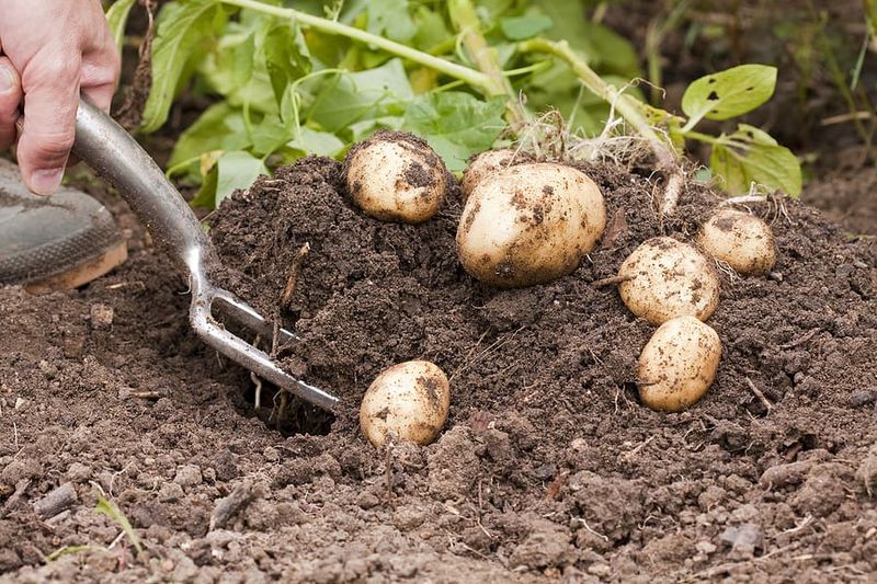 Harvest carefully and weigh a short delay against weather risks