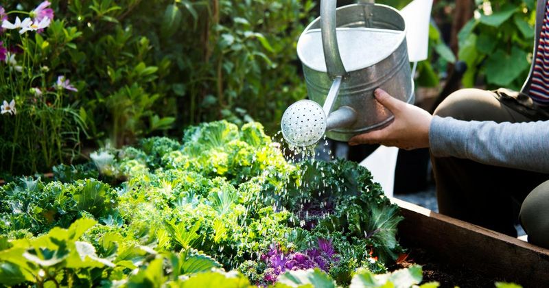 Your Quick Game Plan for a Cooler, Happier Garden