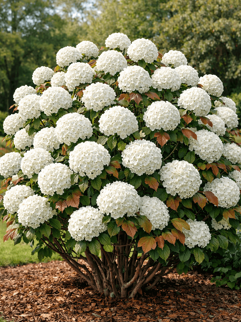 Viburnum (Snowball Bush)