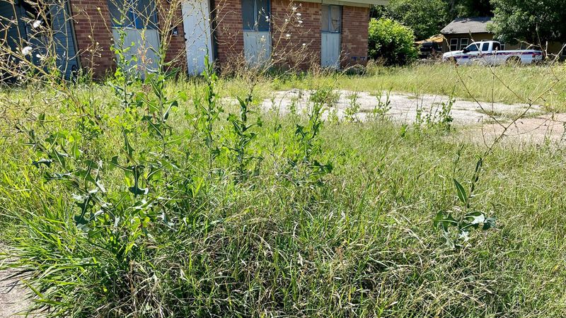 Overgrown, Tall Grass and Weeds