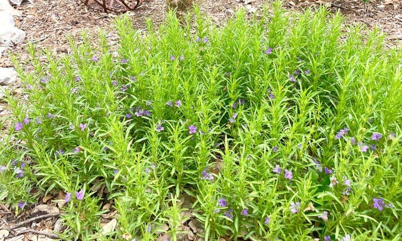 Snake Herb (Dyschoriste linearis) Snake Herb (Dyschoriste linearis)