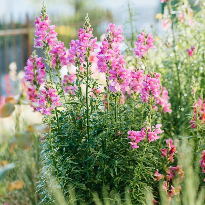 Snapdragons Snapdragons