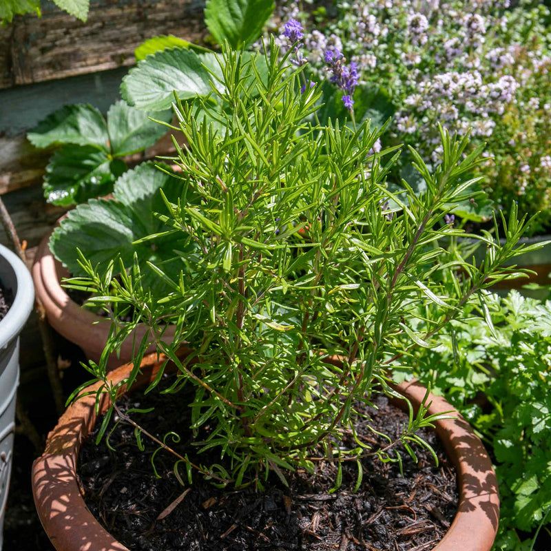 Rosemary