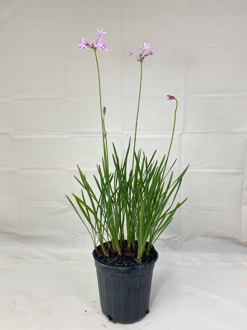 Society Garlic (Tulbaghia violacea) Society Garlic (Tulbaghia violacea)