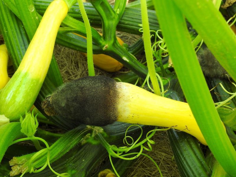Soft decay and fuzzy growth signal wet rot