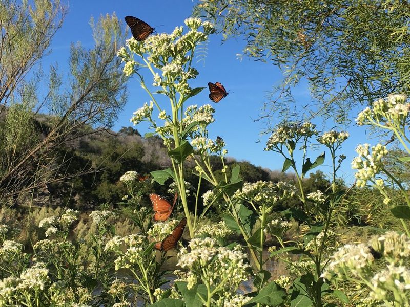 Frostweed (Verbesina virginica)