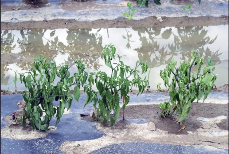 Soggy soil changes the rescue plan