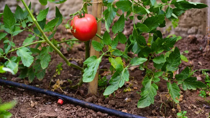 Steadier watering may reduce the next round of cracks