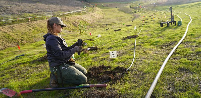 Sonoma County Regional Parks Native Seed Bank