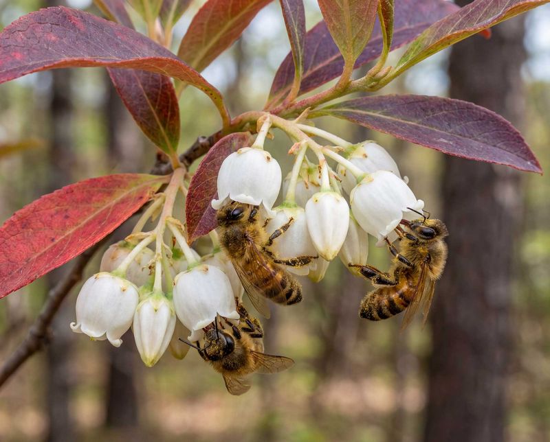 Sourwood (Oxydendrum arboreum)