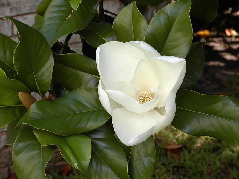Southern Magnolia
