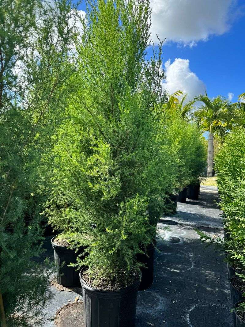 Southern Red Cedar