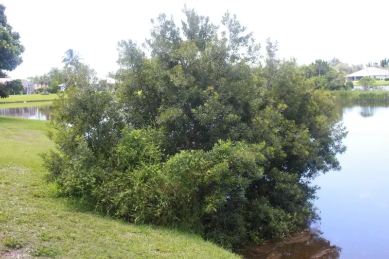 Southern Wax Myrtle (Myrica cerifera) Southern Wax Myrtle (Myrica cerifera)
