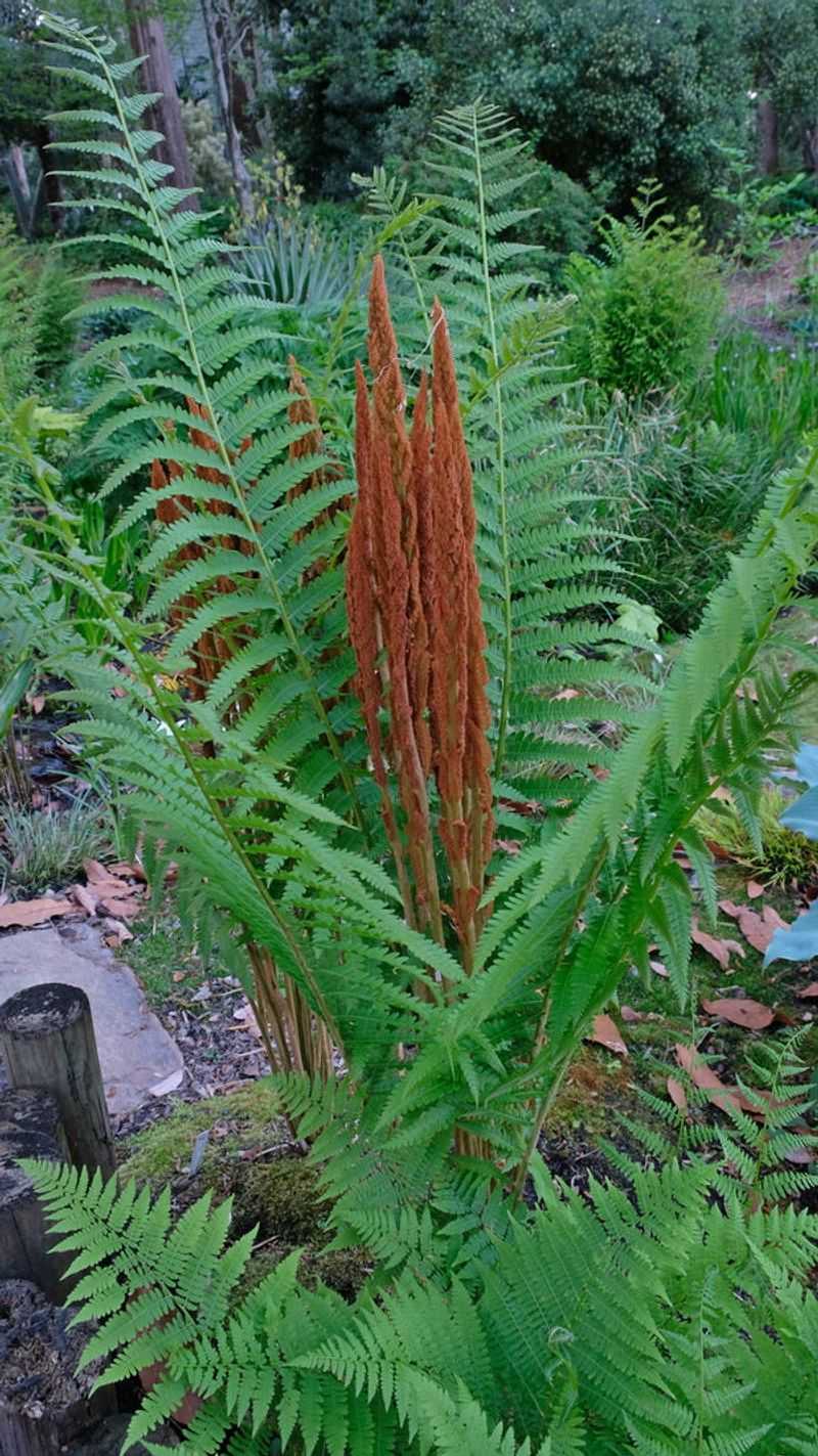Ferns (Cinnamon and Netted Chain Fern)