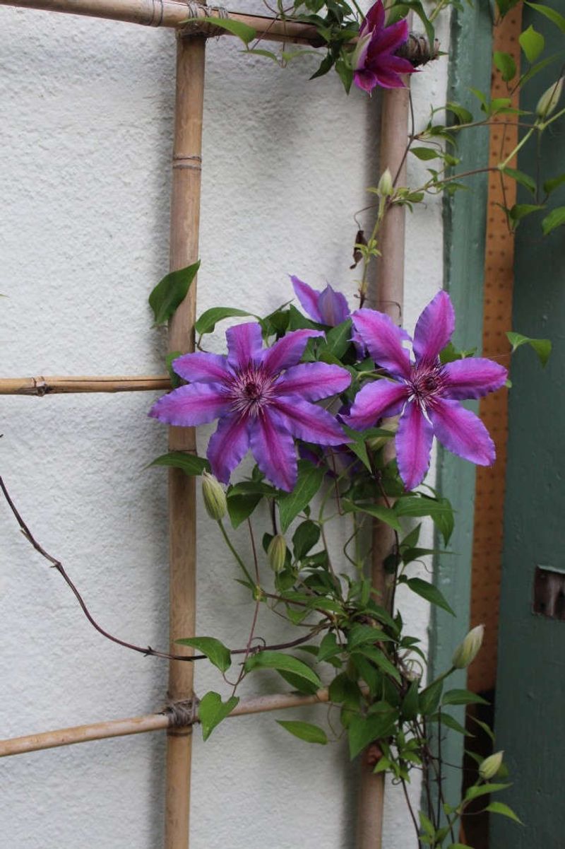 Sparse blooms do not automatically mean the vine is hungry