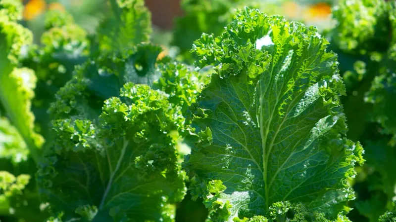 Kale