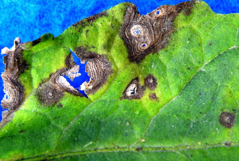 Spots and distortion change the diagnosis