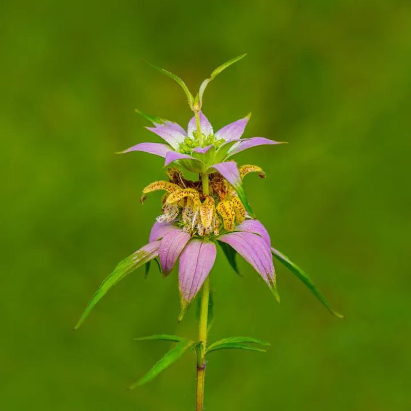 Spotted Beebalm