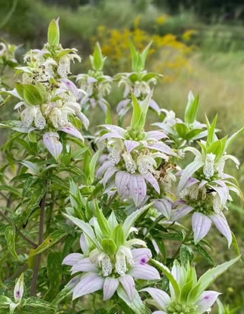 Spotted beebalm