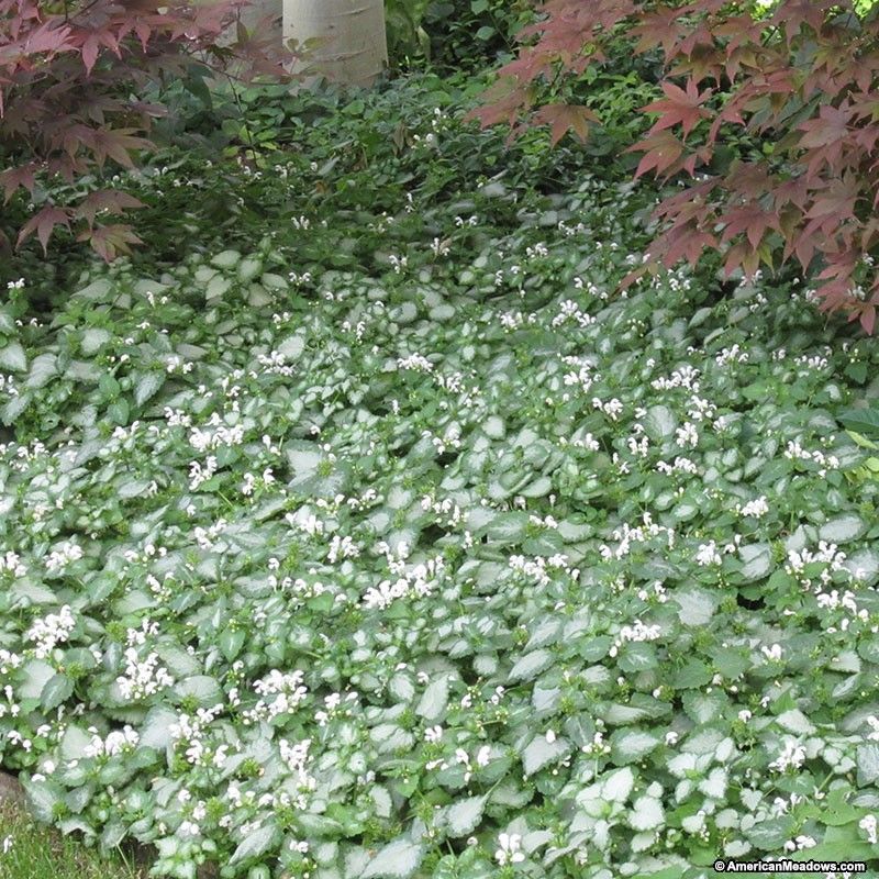 Spotted deadnettle suits a shady ornamental bed Spotted deadnettle suits a shady ornamental bed
