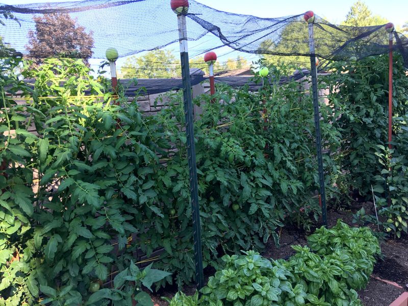 Stabilize moisture and protect the remaining leaves